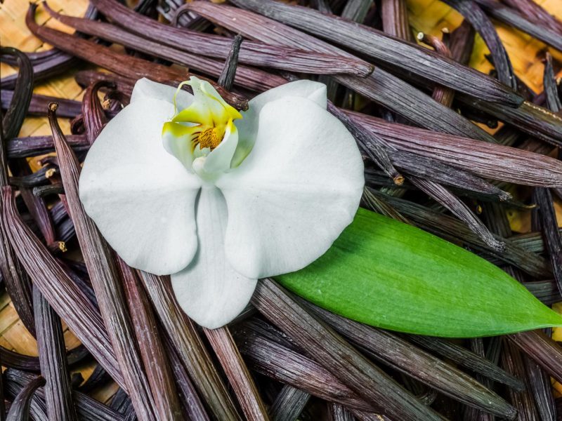 Scopri i segreti della vaniglia: il dolce profumo che conquista i sensi!