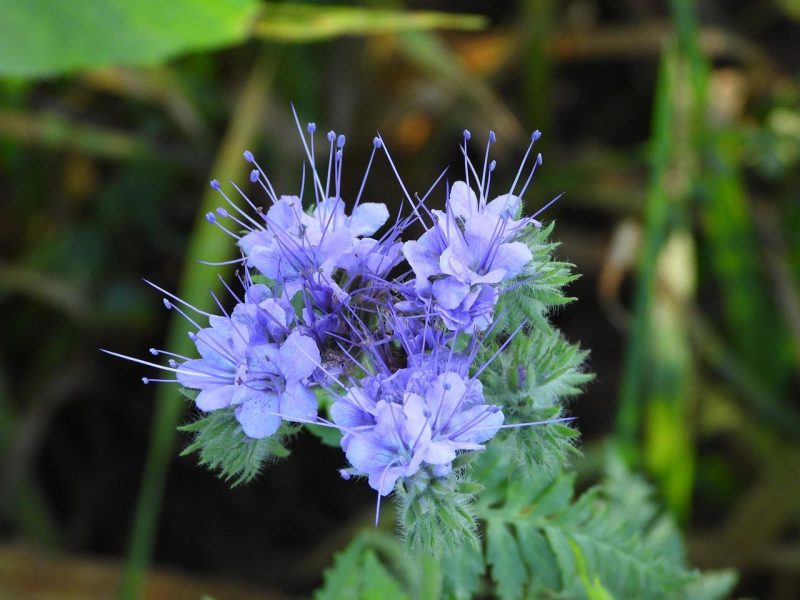 La magia della Verbena Odorosa: scopri tutti i suoi segreti e benefici