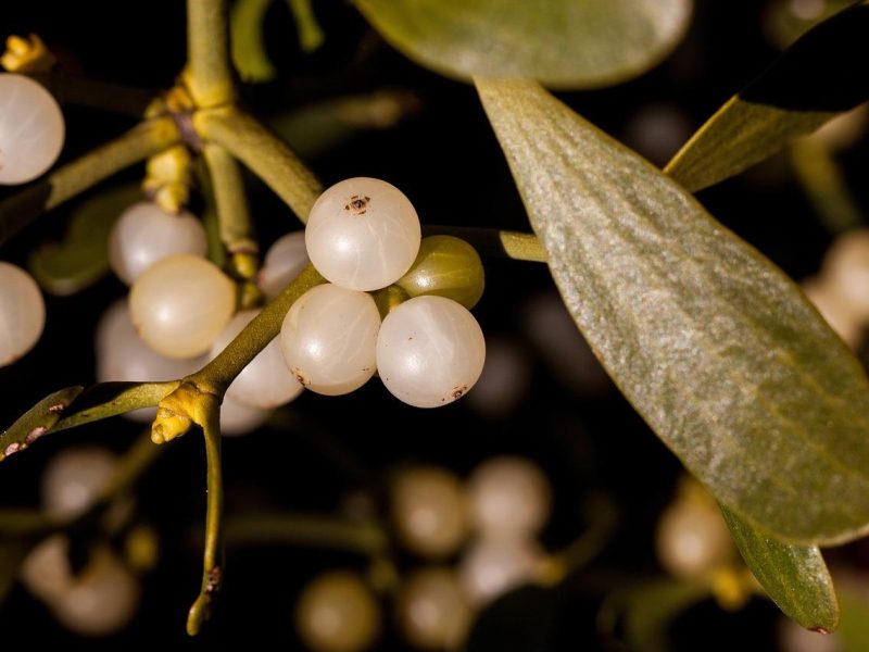 Vischio: il misterioso simbolo di amore e fortuna da scoprire