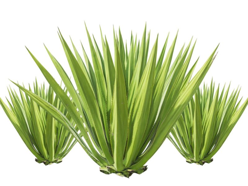 Yucca: la pianta tropicale che trasforma il tuo giardino in un paradiso