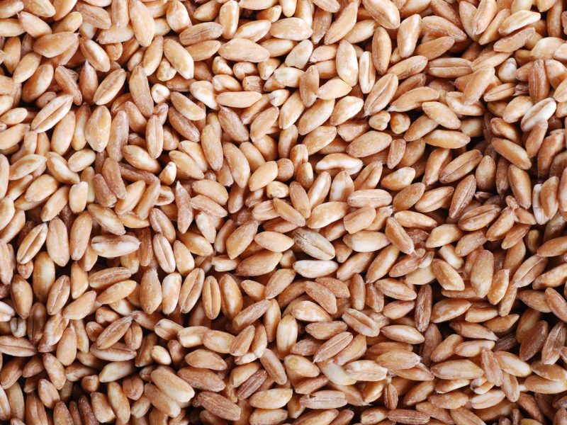 Scopri la verità: Il farro fa ingrassare o no? La risposta potrebbe sorprenderti!